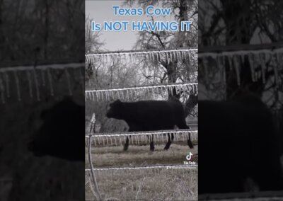 This Texas Weather = Angry Cow!